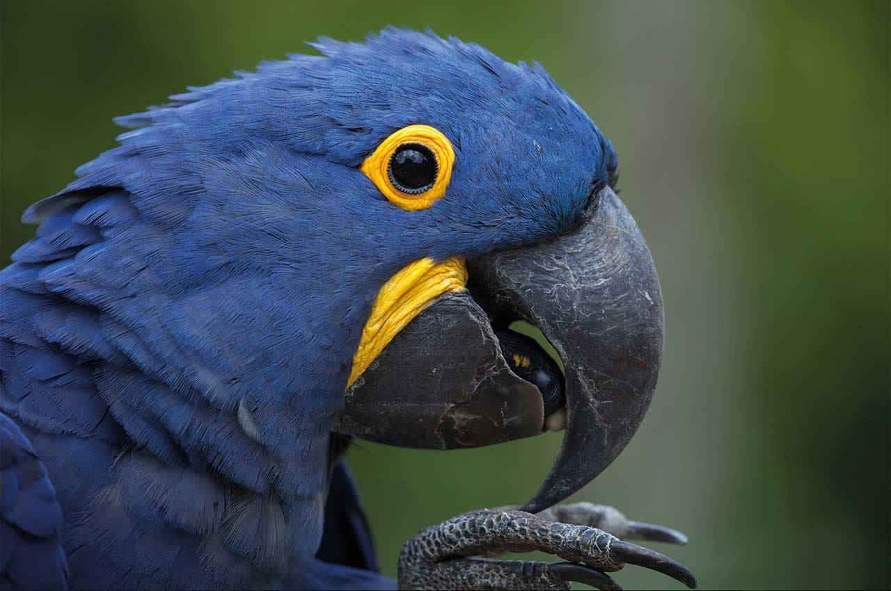 arara-azul